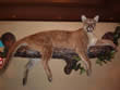 Arizona Taxidermy